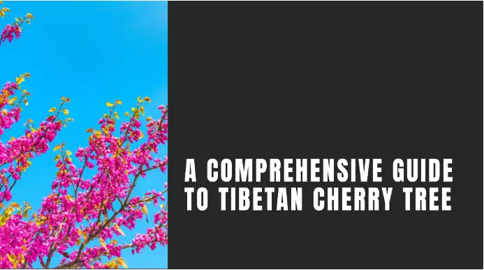 A Comprehensive Guide to Tibetan Cherry Tree
