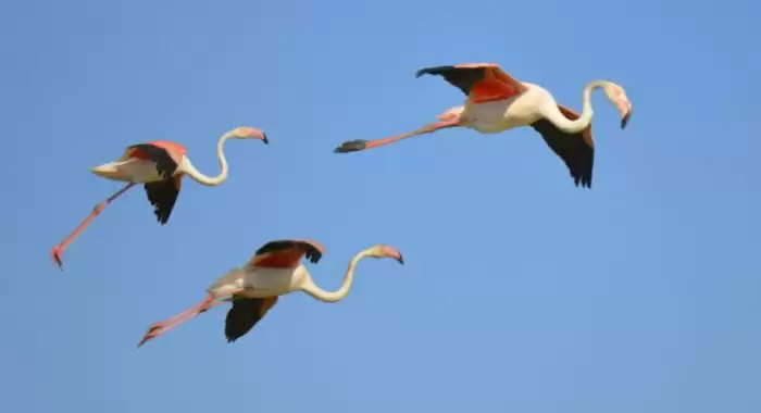 Can Flamingos Fly: Unraveling the Mysteries of Flamingo Flight