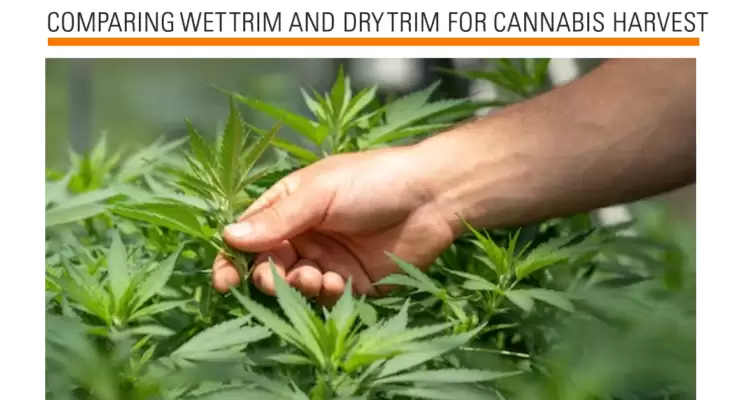 Comparing Wet Trim And Dry Trim For Cannabis Harvest