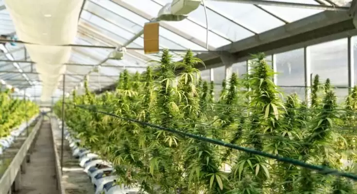 Reasons You Need Steel Buildings For Cannabis Grow Ups
