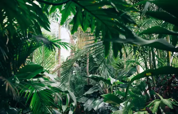 The Power of Plants: Using Indoor Greenery to Purify Your Home’s Air